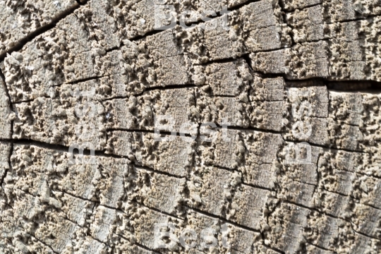 Cutting weathered wood