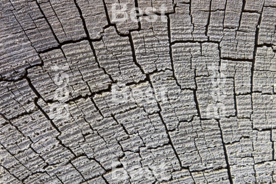 Cutting weathered wood