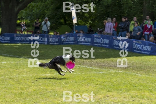 Dog Chow Disc Cup in Wroclaw, Poland Juni 1, 2014