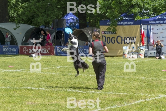 Dog Chow Disc Cup in Wroclaw, Poland Juni 1, 2014