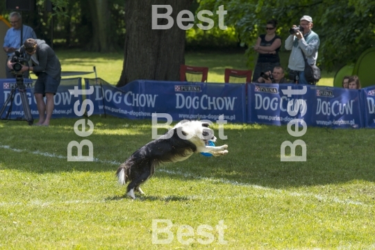 Dog Chow Disc Cup in Wroclaw, Poland Juni 1, 2014