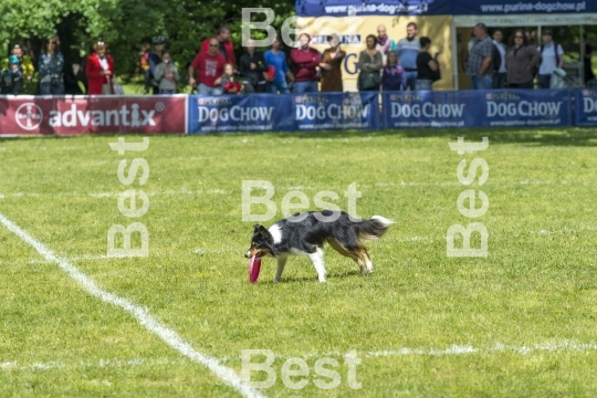 Dog Chow Disc Cup in Wroclaw, Poland Juni 1, 2014