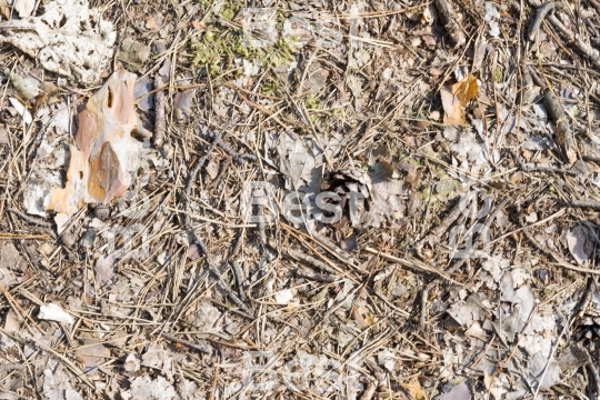 Forest soil background