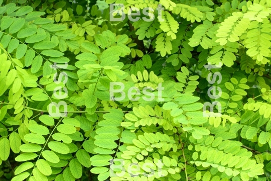 Fresh green leaf 