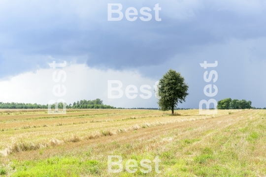 Green alone tree