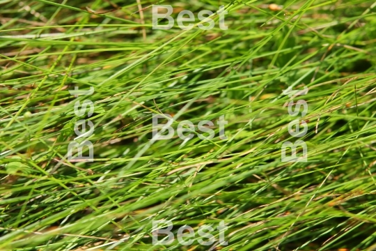 Green grass