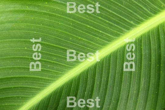 Green leaf