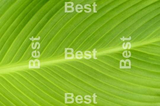 Green leaf