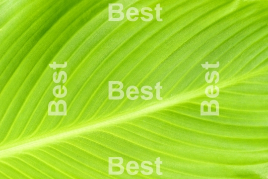 Green leaf