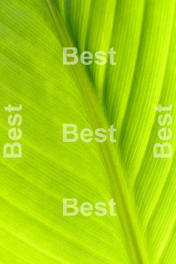 Green leaf