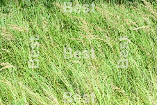 Green wild grass