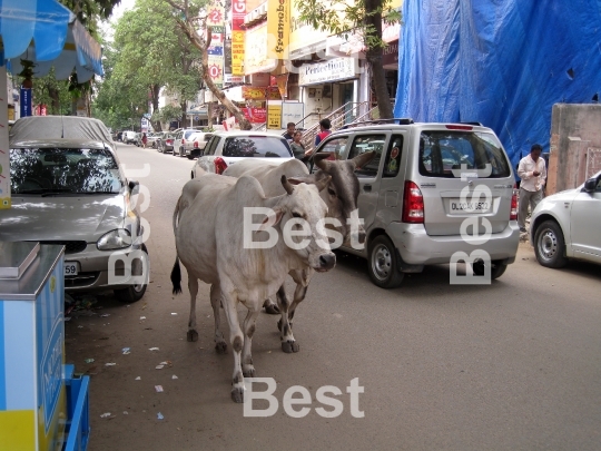 Holy cow in Delhi