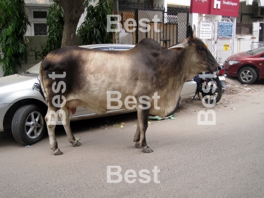 Holy cow in Delhi
