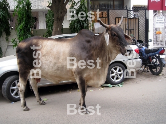 Holy cow in Delhi
