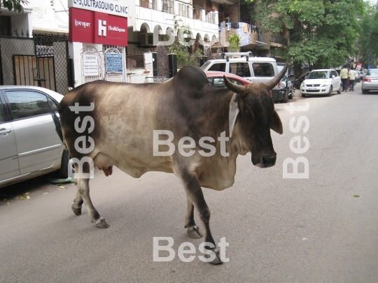 Holy cow in Delhi