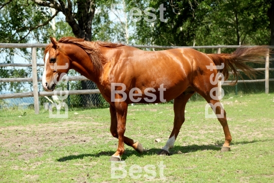 Horse in the paddock