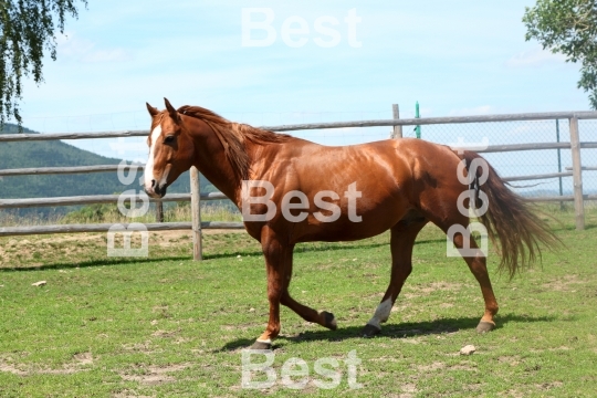 Horse in the paddock