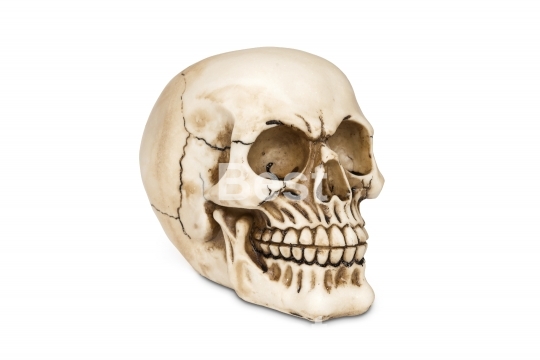 Human skull