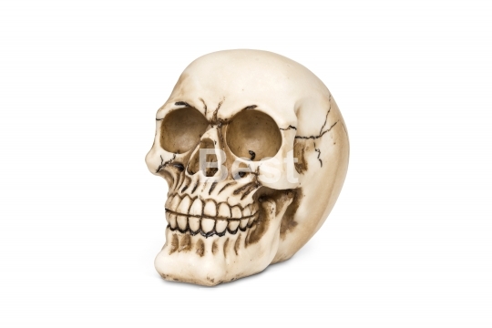 Human skull