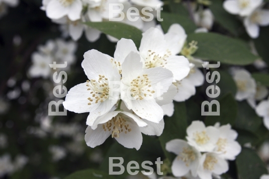 Jasmine flowers