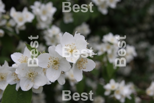 Jasmine flowers