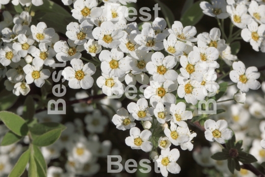 Jasmine flowers