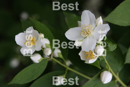 Jasmine flowers