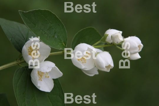 Jasmine flowers