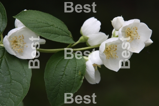 Jasmine flowers