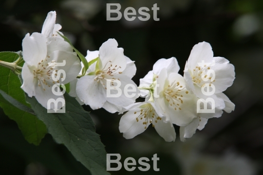 Jasmine flowers