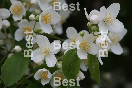 Jasmine flowers