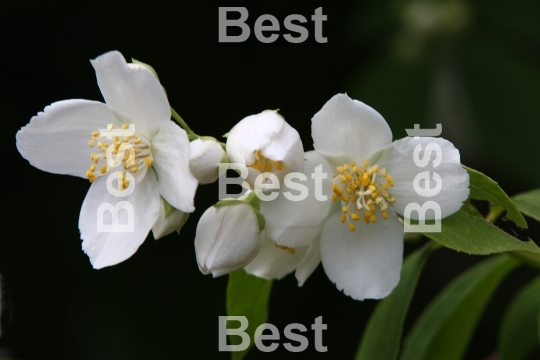 Jasmine flowers