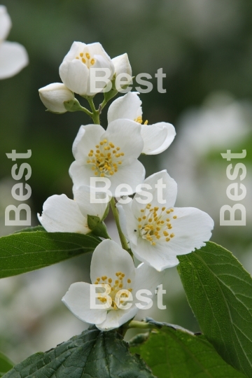 Jasmine flowers