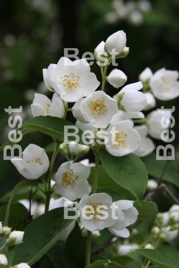 Jasmine flowers