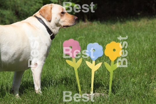 Labrador dog on the grass background