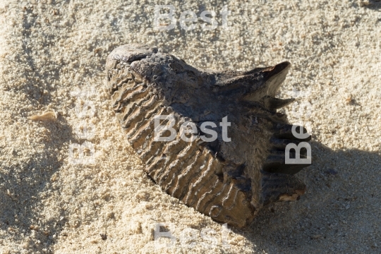 Mammoth tooth on a sand background. 
