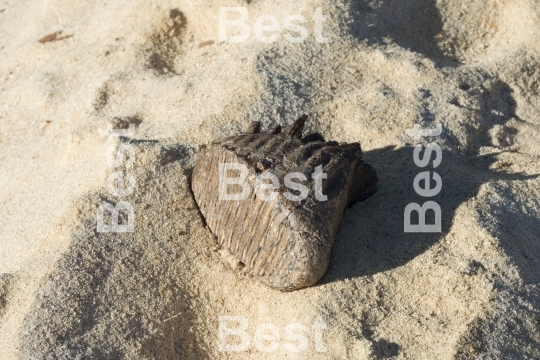 Mammoth tooth on a sand background. 