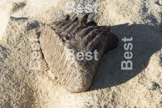 Mammoth tooth on a sand background. 