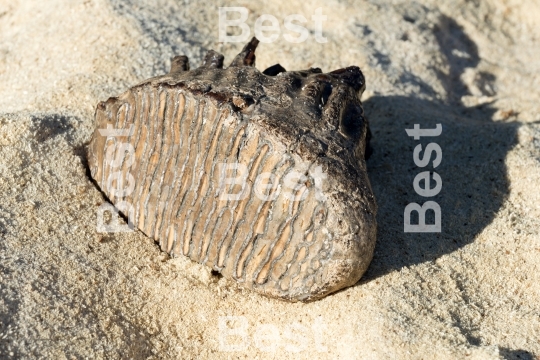 Mammoth tooth on a sand background. 