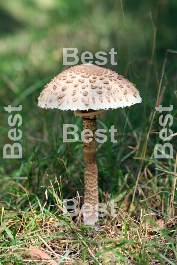 Parasol mushroom