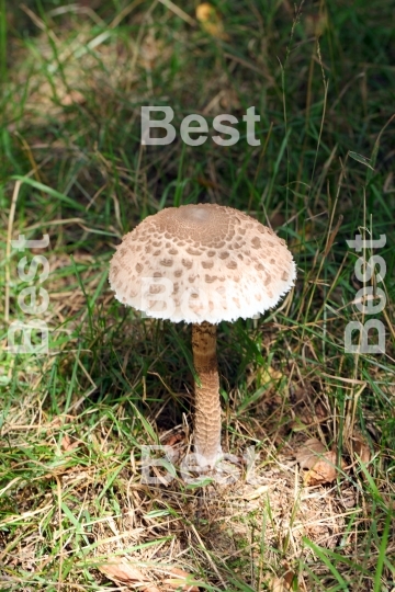 Parasol mushroom