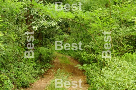 Path in the green forest