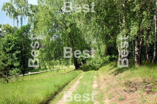 Path in the green forest