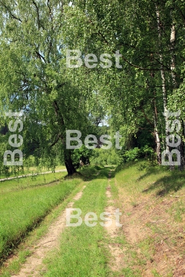 Path in the green forest