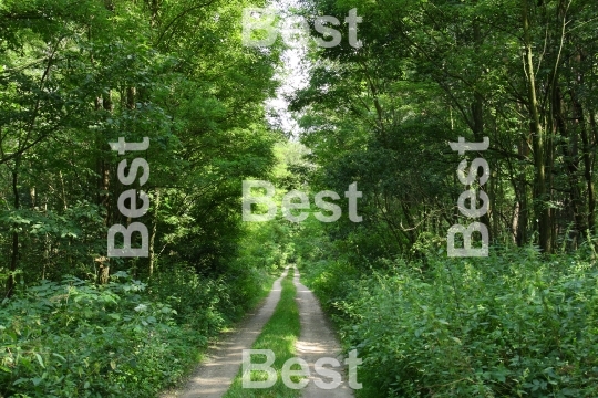 Path in the green forest