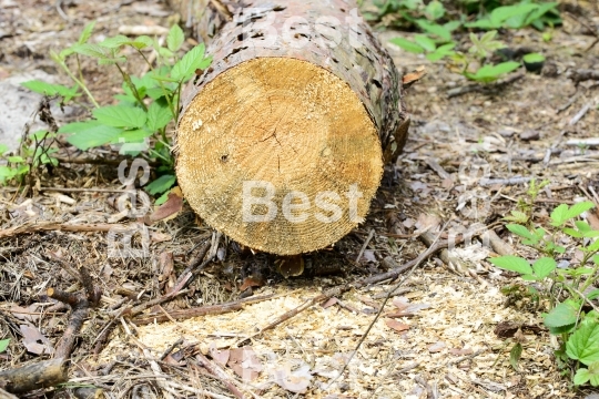 Piled tree trunk