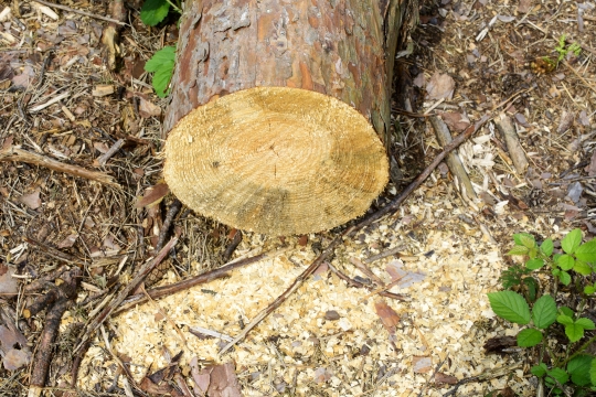 Piled tree trunk