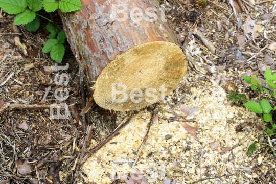 Piled tree trunk