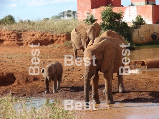 Red african elephant at the waterhole