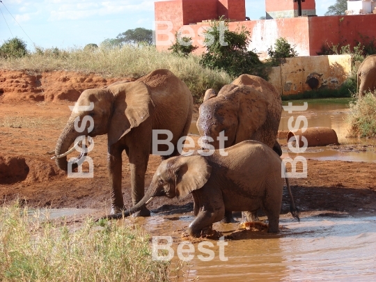 Red african elephant at the waterhole